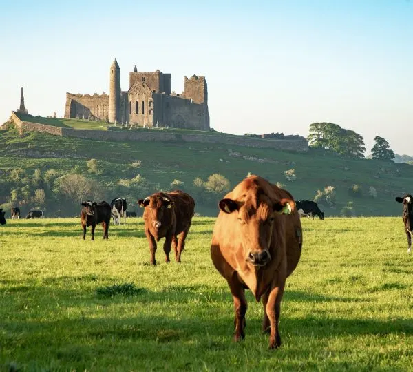 Blarney Castle and Rock of Cashel tour